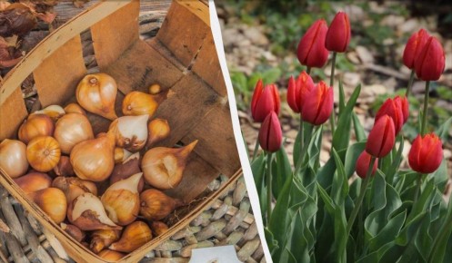 Искусство посадки тюльпанов осенью: секреты успеха