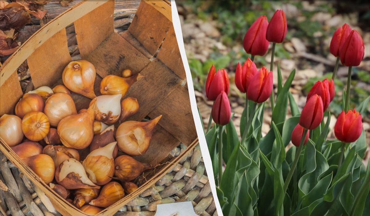 Искусство посадки тюльпанов осенью: секреты успеха