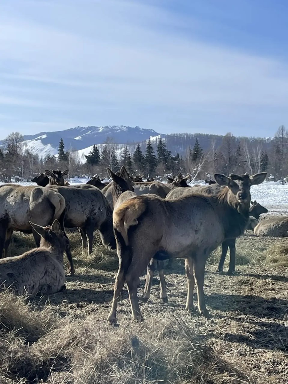 В Минсельхозе Тувы проверили условия содержания маралов в хозяйстве «Туран»
