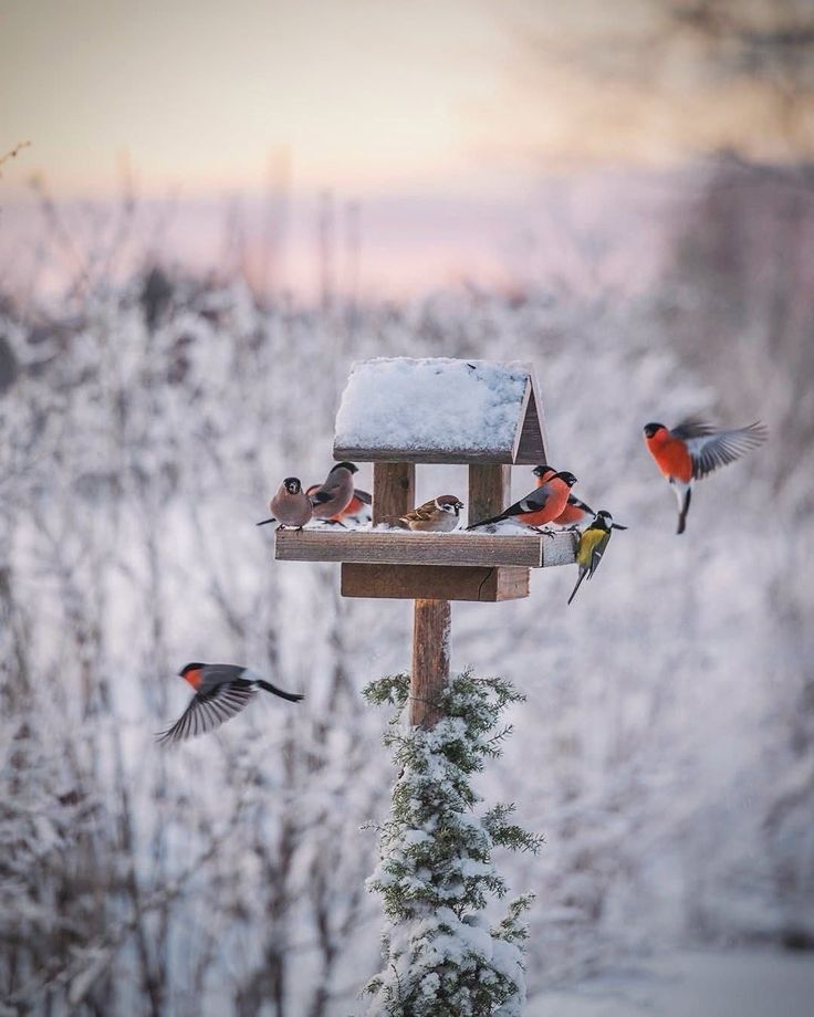 Как зимние птицы могут спасти ваш сад от вредителей