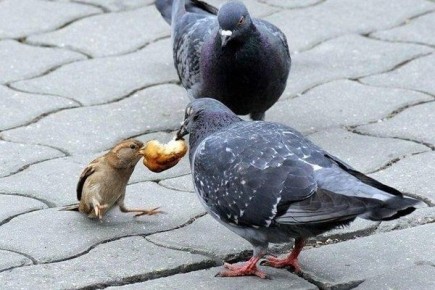 Почему призыв не сдаваться может обмануть