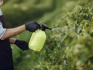Борьба с мучнистой росой: экологические решения для вашего сада