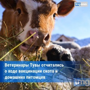 Более 26 тысяч животных привили в Туве с начала 2026 года