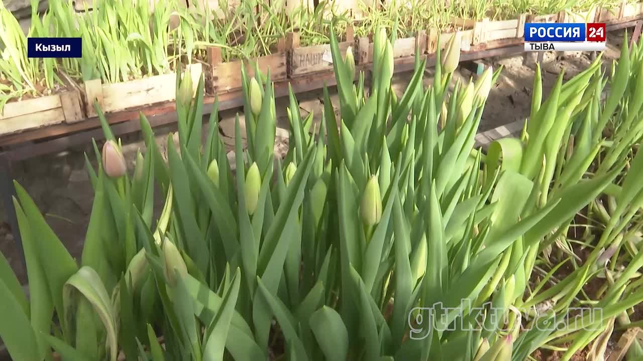 Готовность №1. Сегодня в столице республики начали продавать тюльпаны, а столы в ресторанах уже забронированы