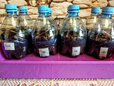 ��������� ����-�������� �� ����������� ������� ��� �������