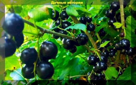 Как ухаживать за черной и красной смородиной: ключевые различия