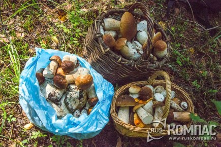 Как выбрать грибы для засолки: советы по сочетанию