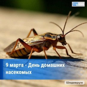 День домашних насекомых. Среди прочих домашних питомцев, которые скрашивают одиночество человека, расширяют его мир и радуют глаз, всё большее распространение начали получать домашние насекомые