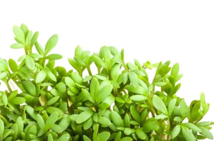 ������ ��� ����������� ����������� �������: �������� � �������������