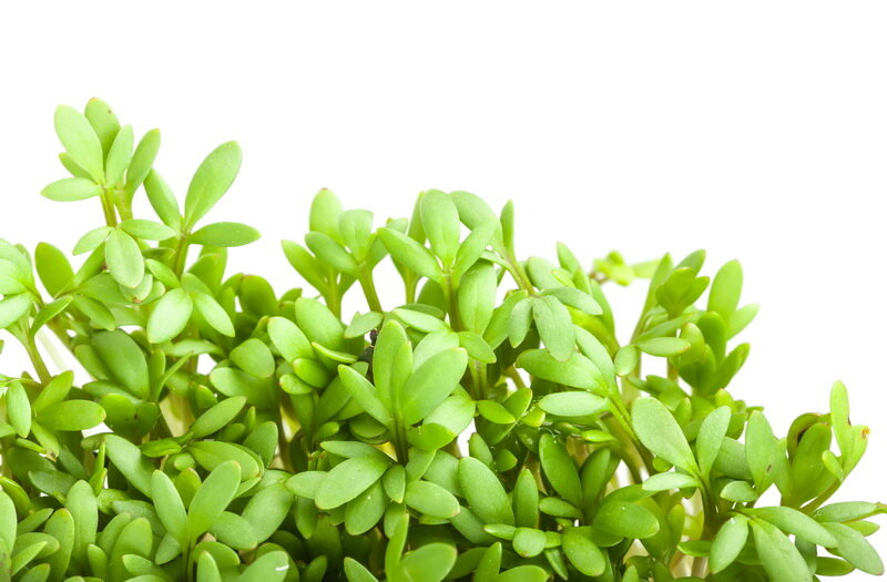 Улитки для компактного выращивания рассады: простота и эффективность