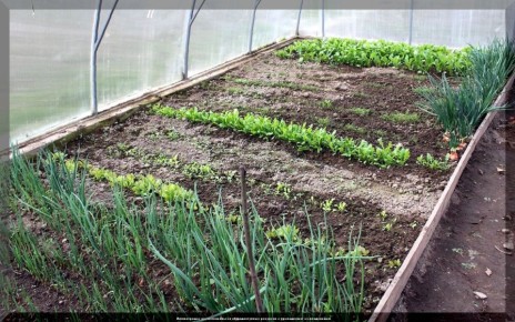 ��� ��������� ��������� ������� � ����� ������: ������� ������� ������