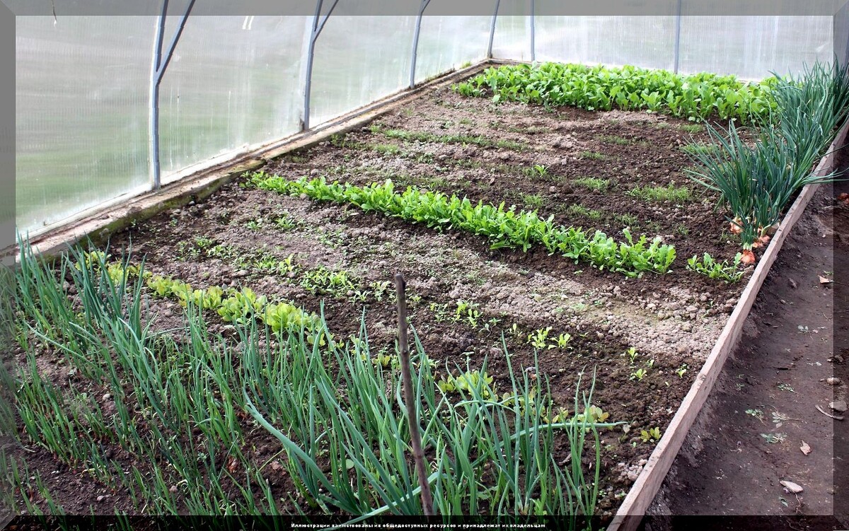 Как вырастить несколько урожаев с одной грядки: секреты дачного сезона