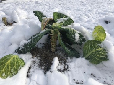 Почему стоит оставлять растительные остатки на грядках зимой