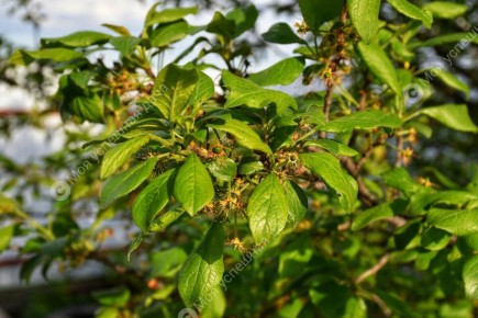 Слива в цвету: важные шаги для успешного урожая