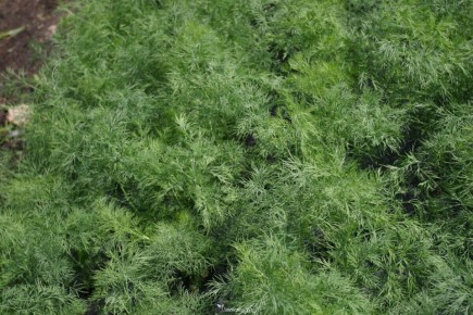 ��� ��������� ������ �����: ������� ��������� �����