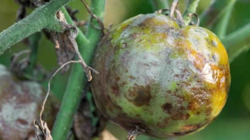 Как правильно использовать фитоспорин для защиты томатов: один шаг, который изменит все