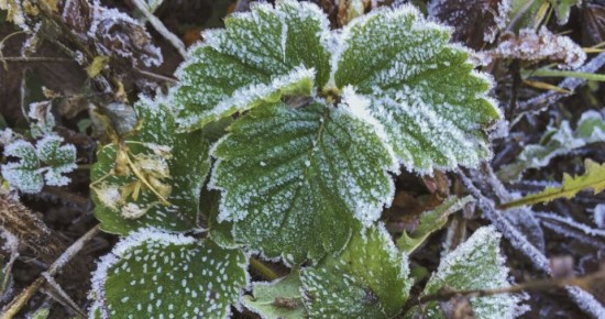 Как вернуть растениям жизнь после мороза: практическое руководство