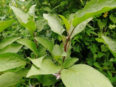 Как правильно ухаживать за баклажанами в Сибири: советы по пасынкованию и подкормке