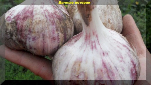 Когда выкапывать чеснок: советы и признаки готовности к уборке