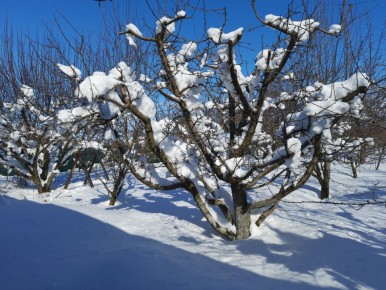 Подготовка сада к зиме: советы для успешного перезимования