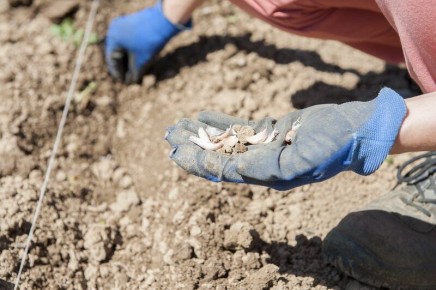 ������ ��� ������� ������� �������, ������� ����� ��������� ������