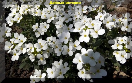 ������������� ������������ ��� ����� ������� �������