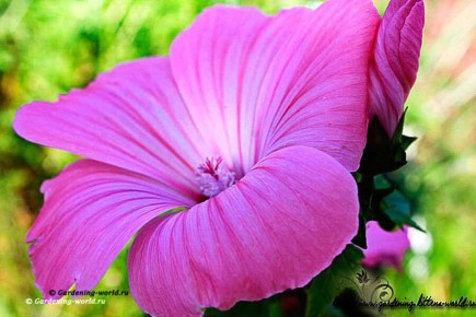 ��������: ������ �� ������� � ����� ��� ���������� ���������