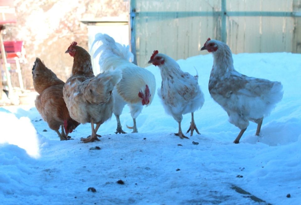 ��� �������� ������� �� ��������: ������� �������� ������� �������� �����