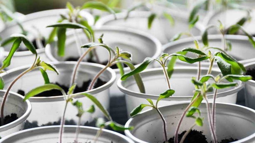 ��� ������ ������� �������: ���� ������� �� ������ ���