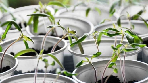 Как спасти рассаду томатов: семь методов за четыре дня