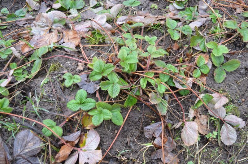 ��� �������� � ����� ����� �� ��������: ������ � ��������