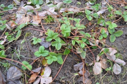 Как бороться с серой гнили на клубнике: советы и средства