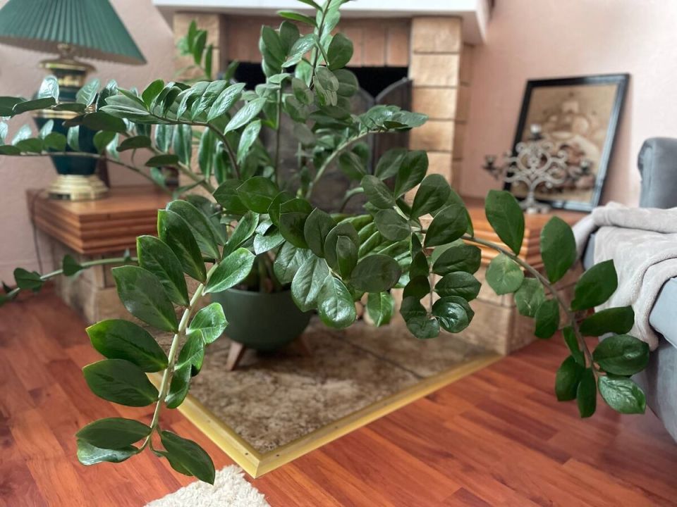 ��� ��������� ������������ ���������� ������ �������: ������� �����