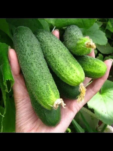 ������ ��������-���������: ��� ��������� ��������� ����� ��� ������ �����