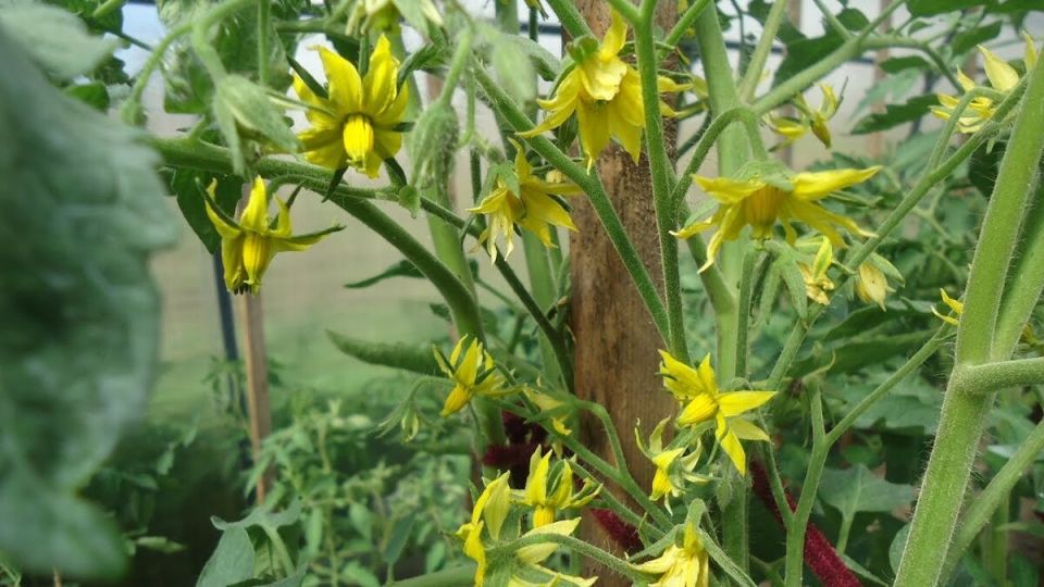 ��� ������� ������ ����� ����������: ������� ����������� ��������� �� ����� ��������