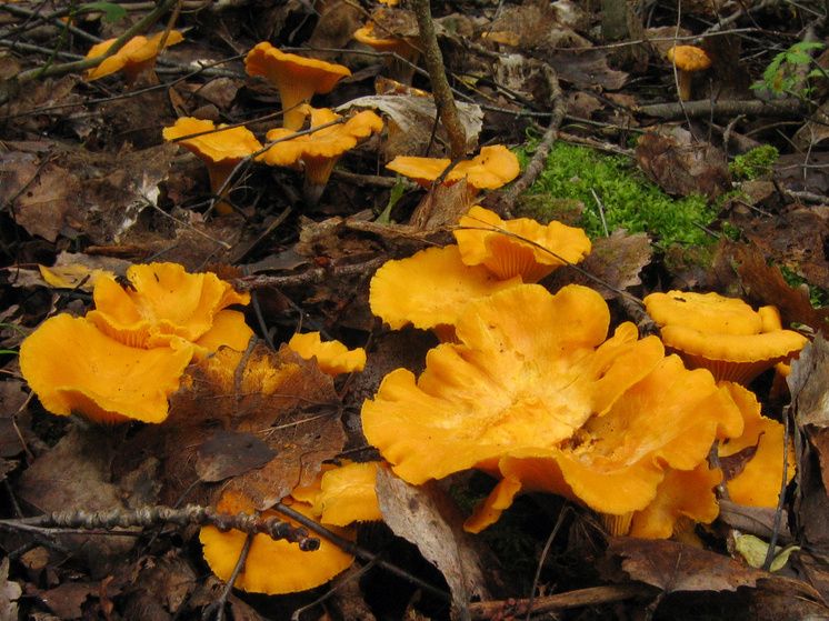 ��������� �������: ����������� ������������ ��������� �� ����