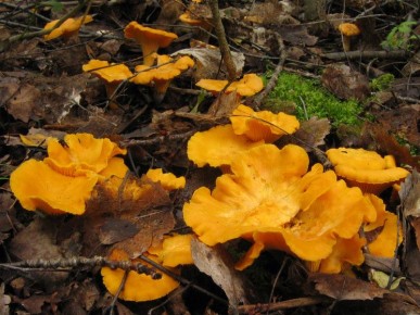 ��������� �������: ����������� ������������ ��������� �� ����