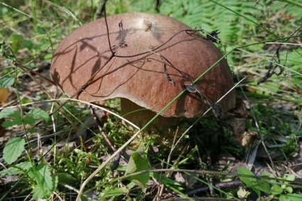 ������������ ��������� � ������������ ����� ������ ������ � ��������