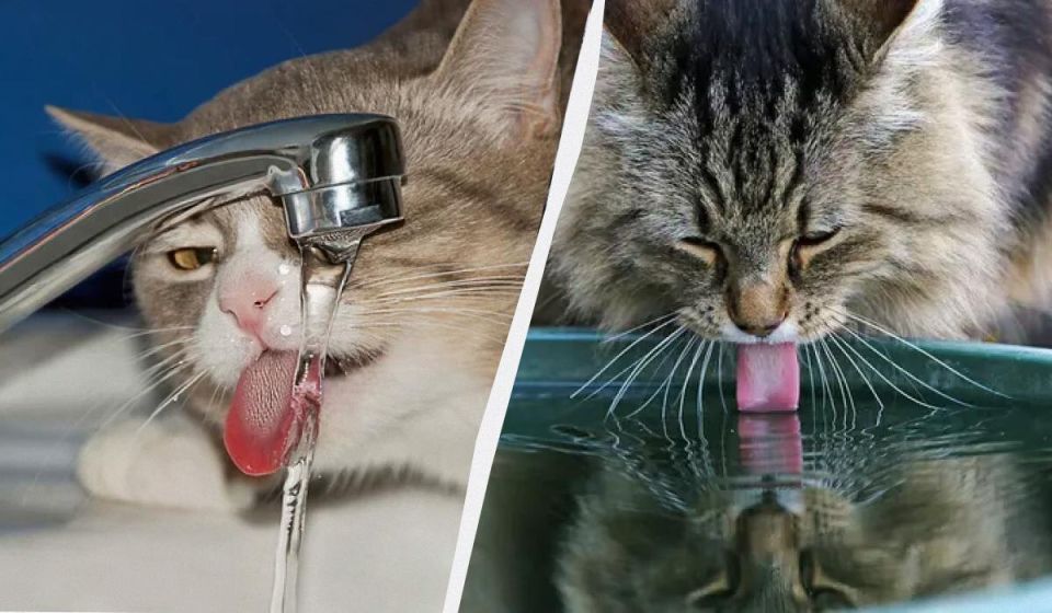 ������ ���� ������� ����� ����: ������� ��������� ����� ����������