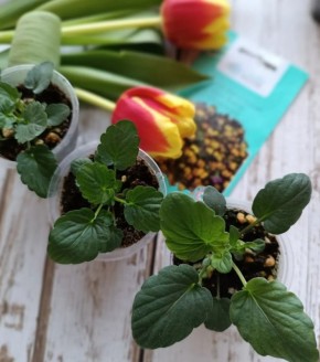 Как вырастить ампельные виолы: секреты успеха от агрономов