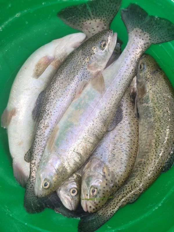 ������ �� ��������: ��� ������ ������������ ���������� �������� ������