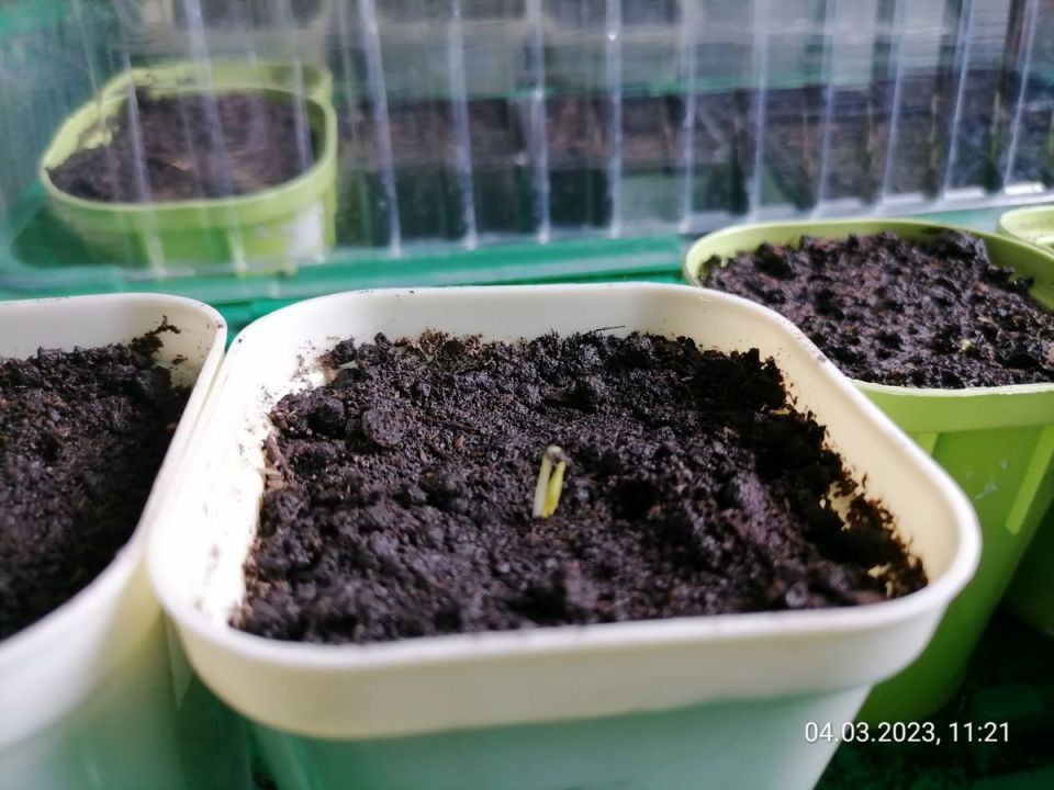 ��� ����������� � �������� ����������: �� ������� �� ��������� ������