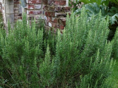 Удивительное путешествие розмарина: от пряности до зеленого чуда