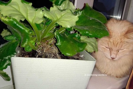 Как сохранить фиалки в лучшем виде: секрет успешной пересадки