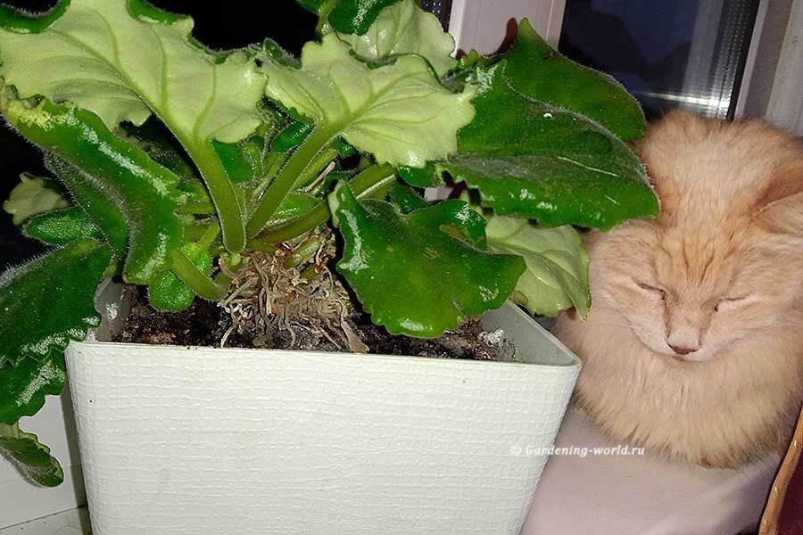 Как сохранить фиалки в лучшем виде: секрет успешной пересадки