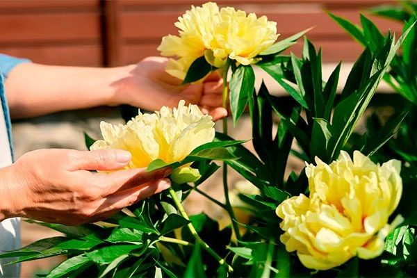 ������ ���� ����� �� ������: ��������� ������� � �������