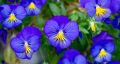 Анютины глазки: секреты ухода за эффектными виолами