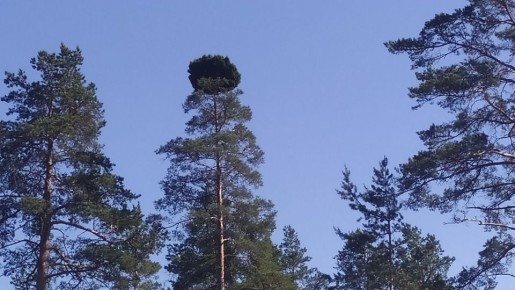 Необычные метлы в лесу: природа удивляет