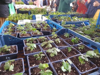 Садовая ярмарка в Нижнем Новгороде: черенки, советы и немножко юмора