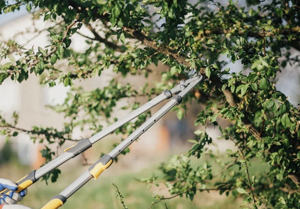 Секреты успешной обрезки плодовых деревьев в августе: советы для садоводов